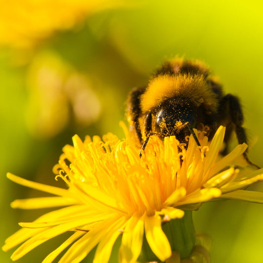 Happy National Dandelion Day! -April 5th