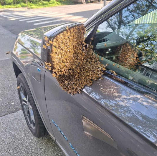 Staten Island Swarm Removal 2025