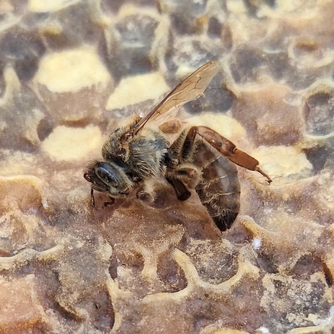 Is there a "King Bee"?