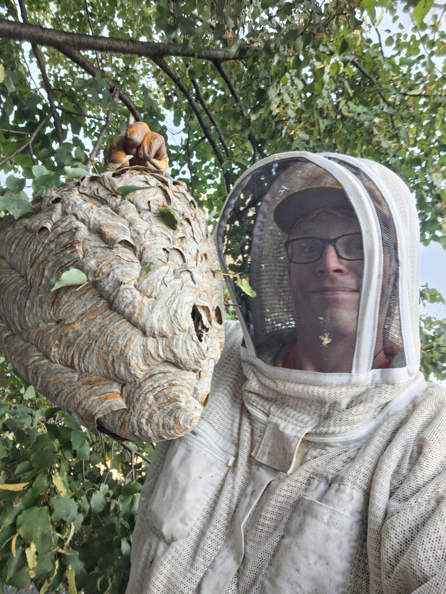 Real Hornet Nest