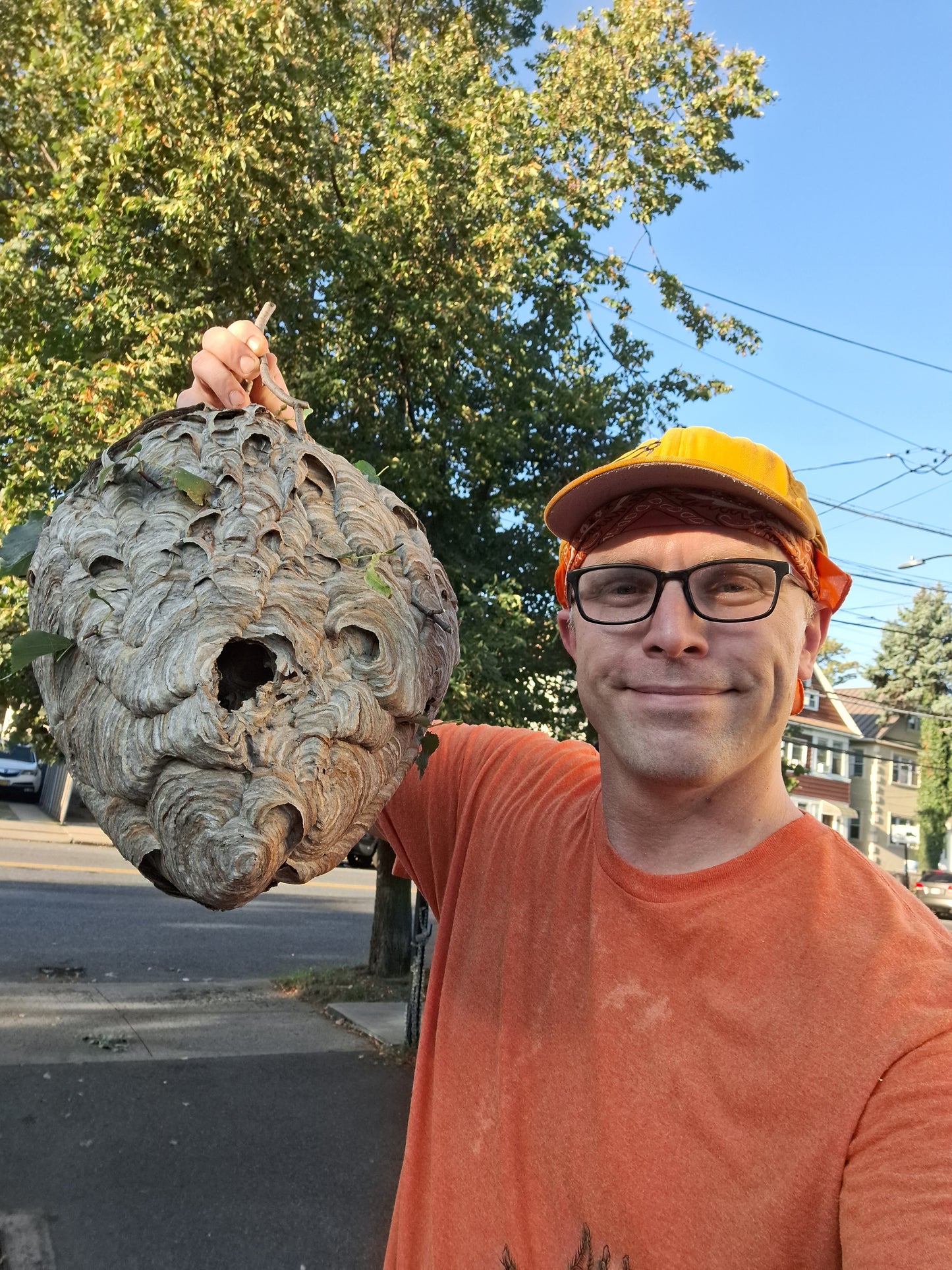 Real Hornet Nest