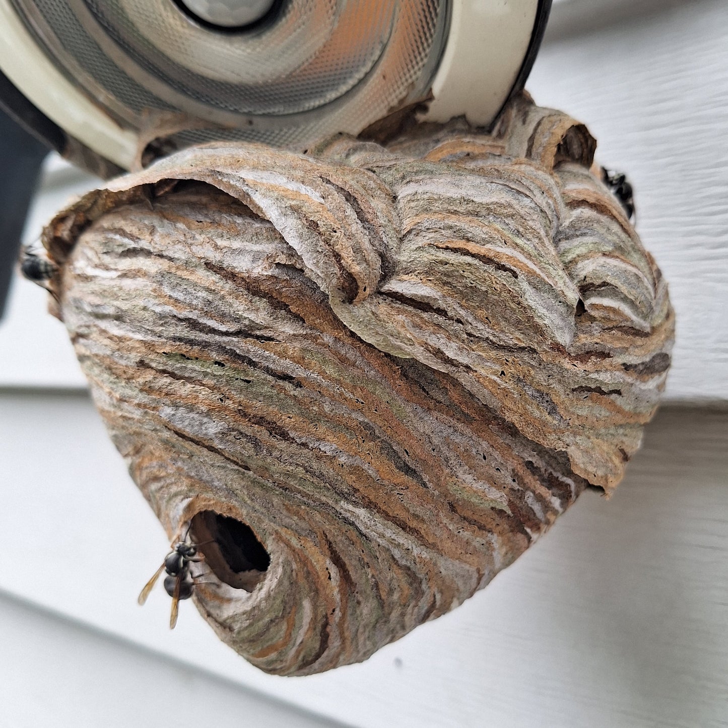 Hornet Nest Removal