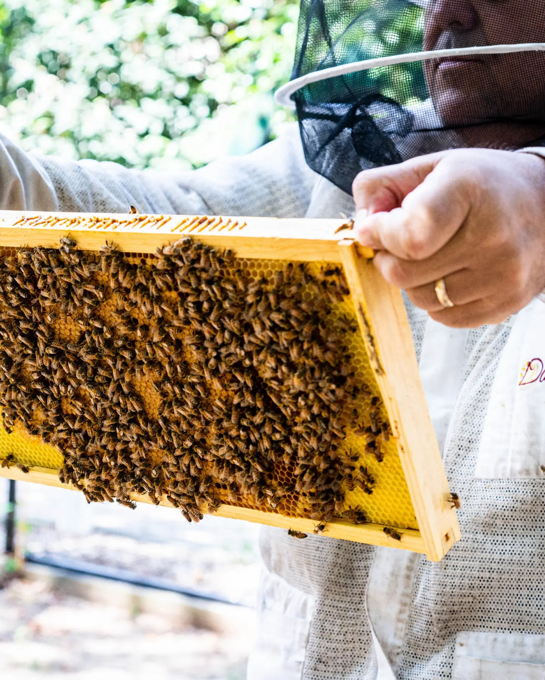 Do you wanna start beekeeping in NYC, Why?