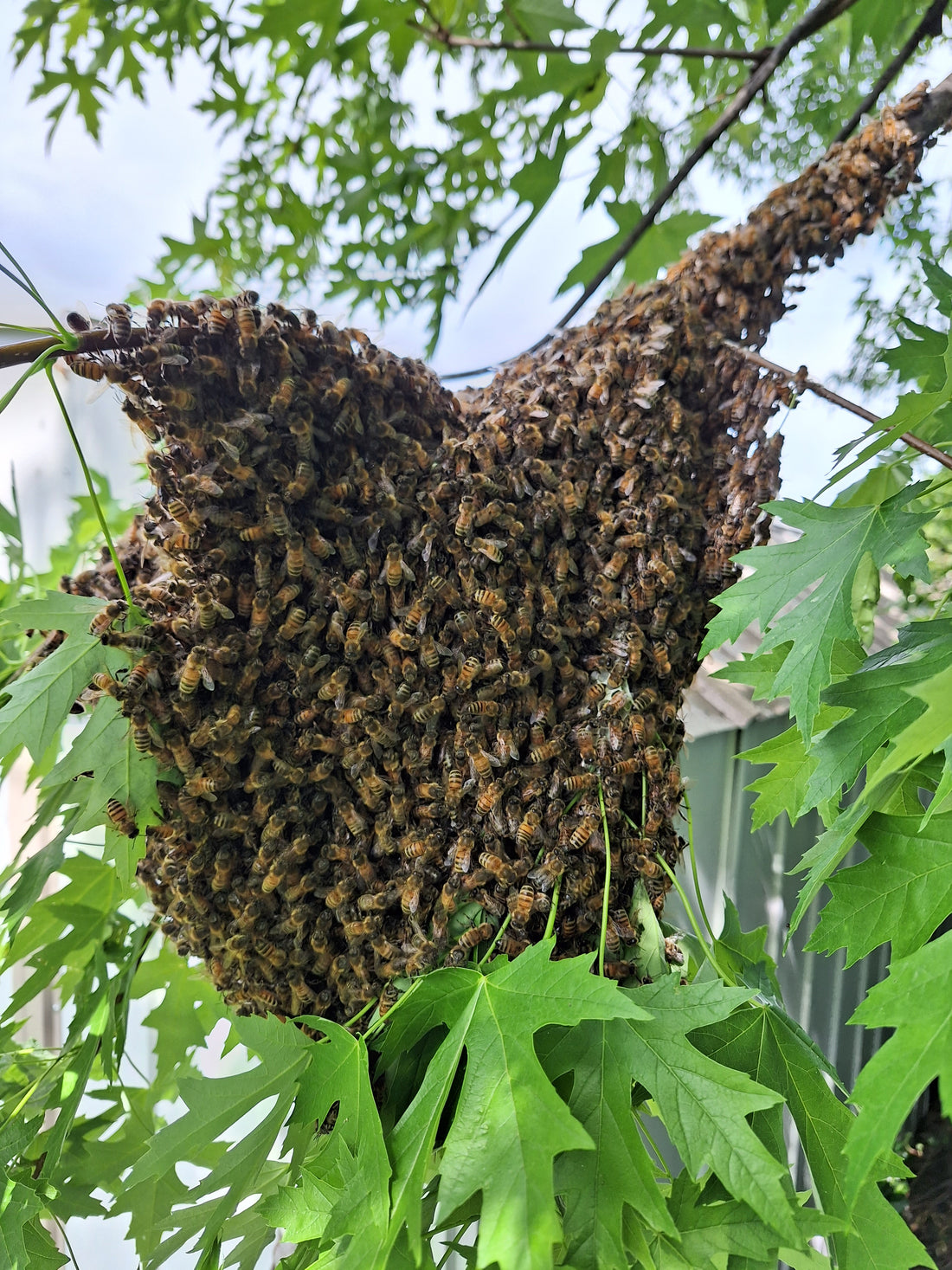 Honey Bee Swarm Removal on Staten Island