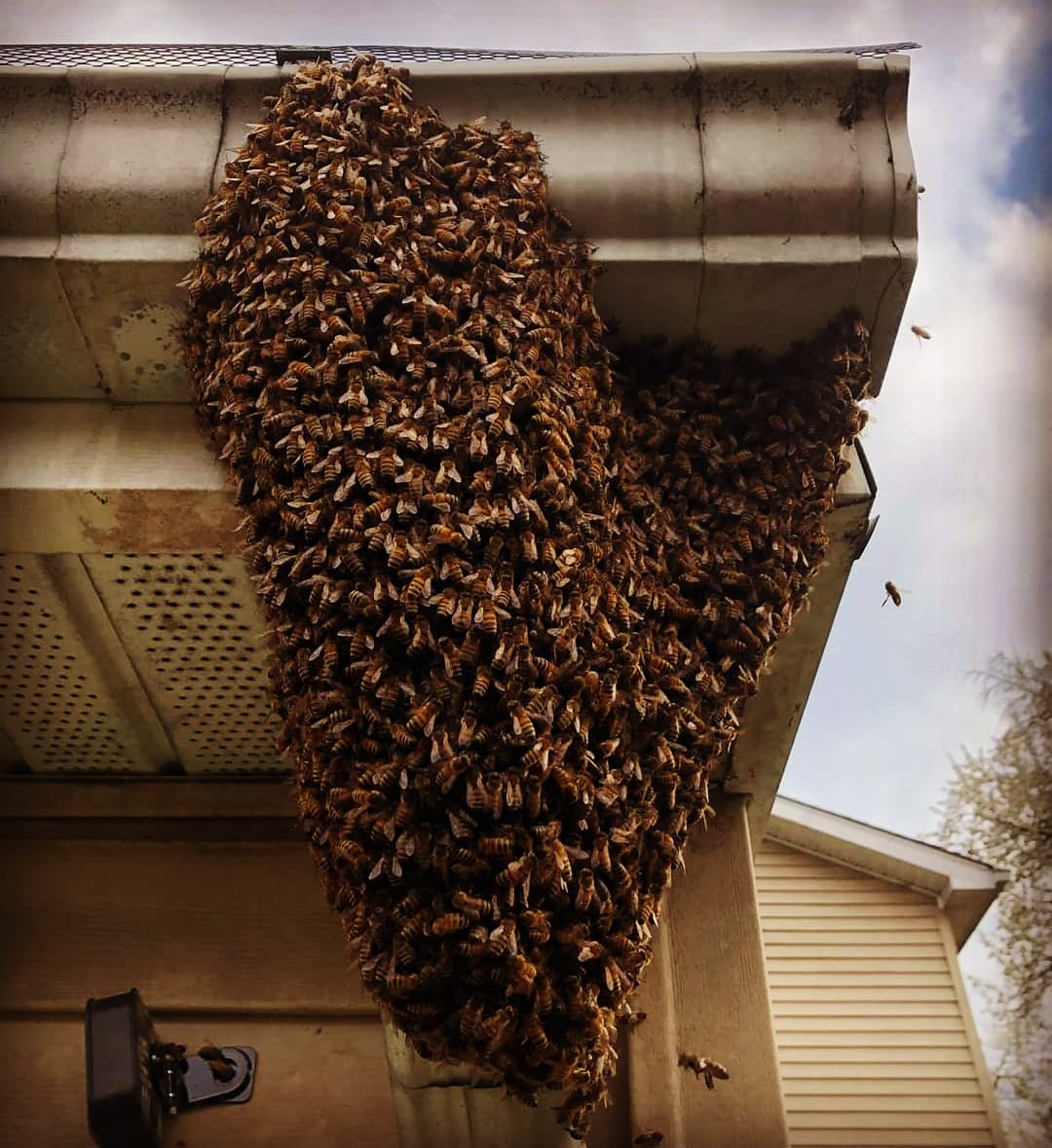What to do if you find a Honey Bee Swarm?